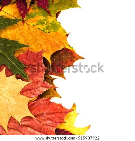 Autumn leaves background isolated on white