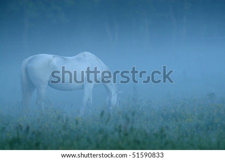Grazing stallion in a foggy morning at the meadow
