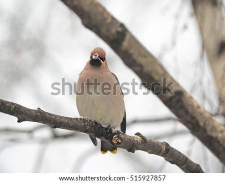 waxwings on branches