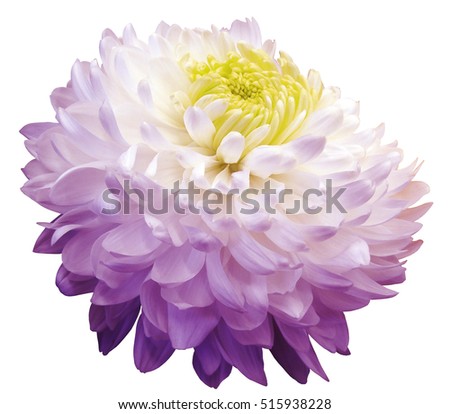 white-violet  chrysanthemum  flower, yellow center. white background isolated  with clipping path.  Closeup. with no shadows. for design. 