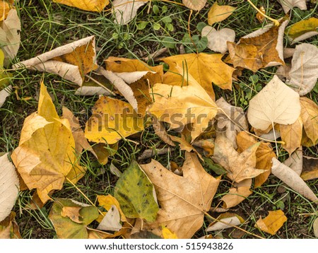 Wrinkled  dry autumn leaves with green grass between. Abstract background