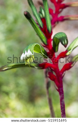 The classic green and red Kangaroo Paw - Anigozanthos manglesii - the floral emblem of Western Australia. 