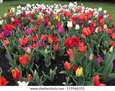 Beautiful and colorful tulip 