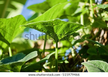 Pumpkin leaf or Cucurbita moschata Duchesne green leaf.