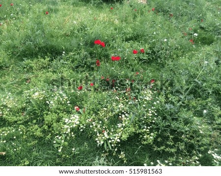 Red flowers in greenery