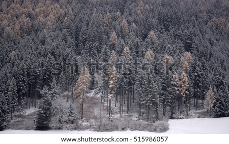 forests full of snow