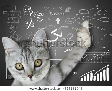 cat near the board