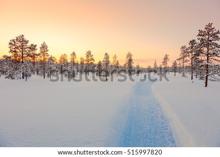 Sundown in winter snowy forest, big pine trees covered snow, empty ski way, beautiful winter weather