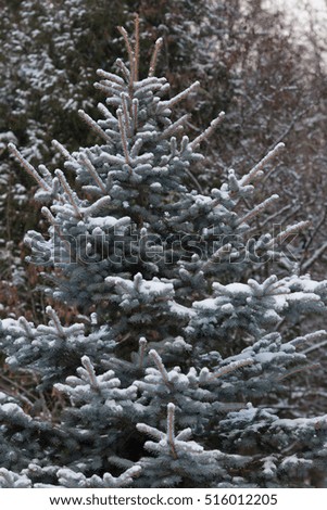 New year mood. The Christmas cheer. Beautiful snow-covered spruce branches. Live Christmas trees
