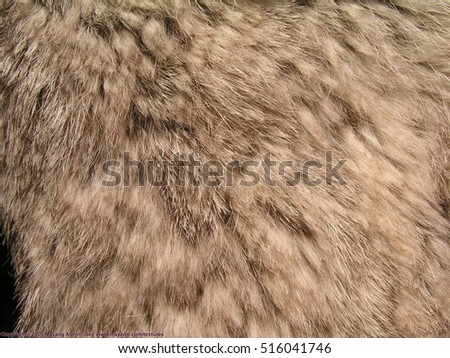 rabbit fur texture
