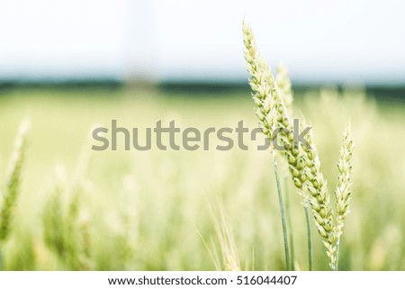 Field of wheat. Plant, nature, rye. Crop on farm. Stem with seed for cereal bread. Agriculture harvest growth. Yellow golden rural summer landscape. Ripe food.