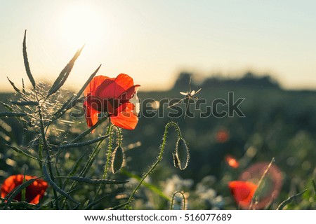 Poppy and rape country background with some insects on it