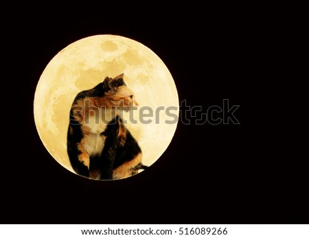 Lovely cat in full moon on black background