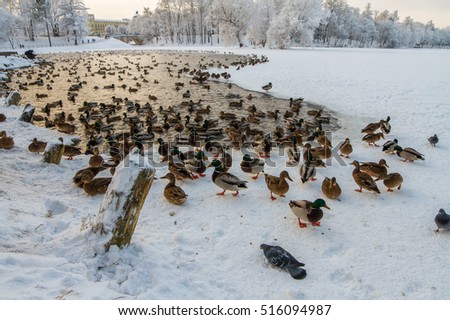 ducks in in not frozen river in the winter park