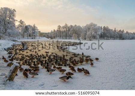 ducks in in not frozen river in the winter park
