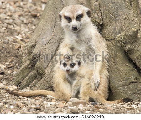 Meerkat and cub