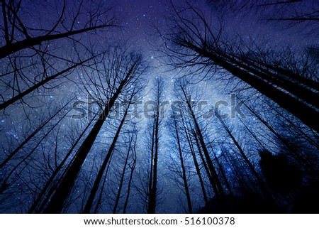 perspective of the dark outline of the dry forest and pine in the night with starry sky on background