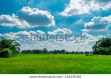 The rice field landscape with the blue sky with cloud in the sunny day , intendly make this picture by super color style. 