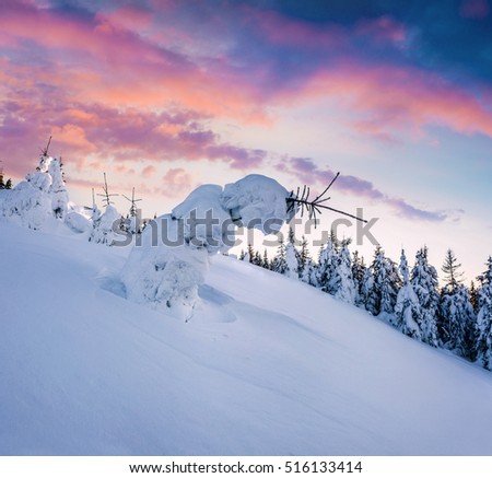Fantastic winter sunrise in Carpathian mountains with snow cowered small fir tree. Colorful outdoor scene, Happy New Year celebration concept. Artistic style post processed photo.