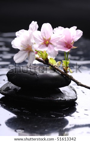 Sakura spring blossoms on stacked of stones