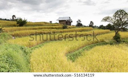 yellow terraced rice paddy field with traditional wood hut in rural thailand