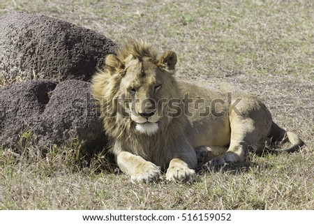 A massive male lion in the Ngorongoro Crater