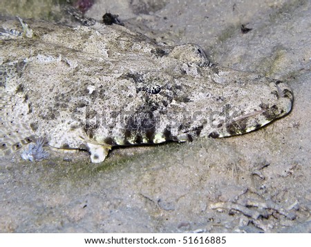 Crocodile fish, Papilloculiceps longiceps,  closeup picture , Marsa Alam, Egypt