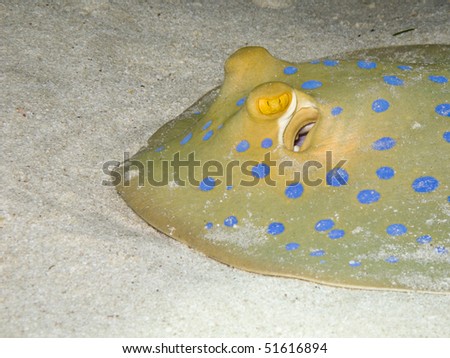 Blue spotted stingray ( Taeniura lymma) close-up underwater picture, Egypt