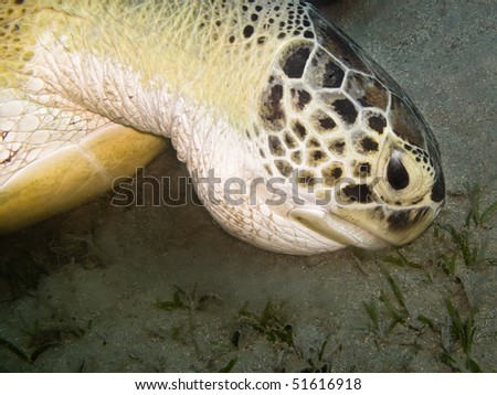 Close-up picture of sea turtle Chelonia mydas , Abu Dabab,  Egypt
