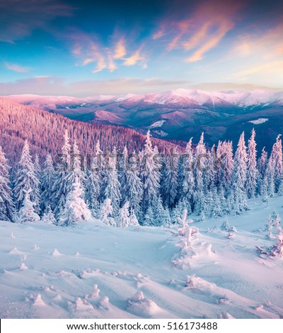 Fantastic winter sunrise in Carpathian mountains with snow cowered trees. Colorful outdoor scene, Happy New Year celebration concept. Artistic style post processed photo.