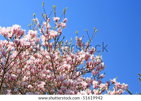 Blooming magnolia against a blue sky.