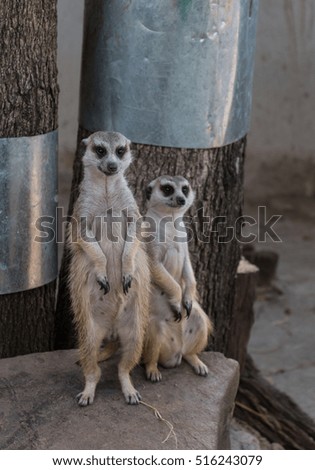 Meerkats  standing and look at the camera