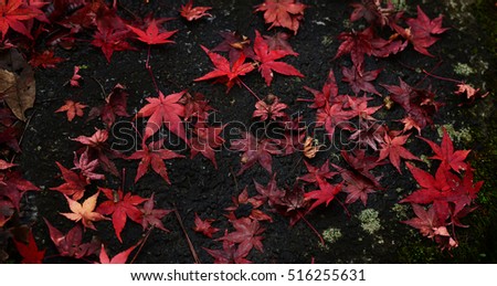Japanese maple leaf tree, momiji autumn landscape in Japan

