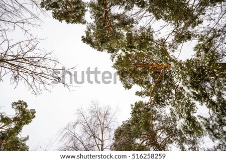 Set of crowns of trees covered with snow on the background of the winter sky. Bottom view of the trees