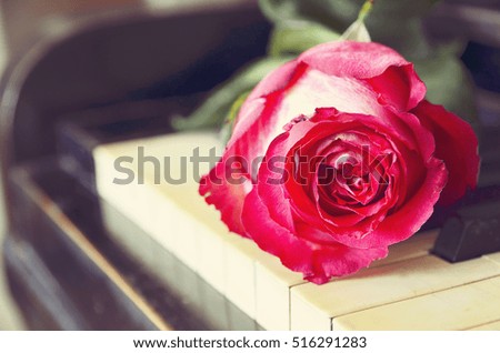 Pink rose on vintage piano keyboard.Love of music or romantic concept.Vintage filtered.Selective focus.