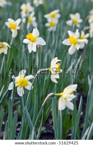 Field of white daffodils