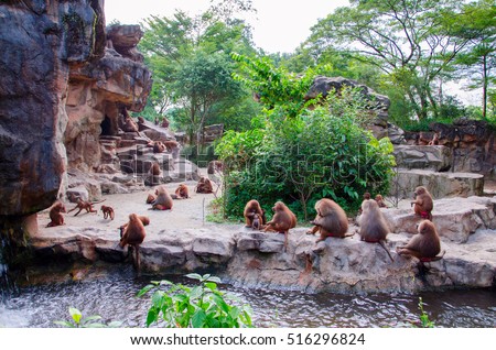 Hamadryad monkeys family are sitting on the stone, Singapore zoo Royalty-Free Stock Photo #516296824