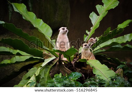 Funny meerkats looking out plant in Singapore zoo Royalty-Free Stock Photo #516296845