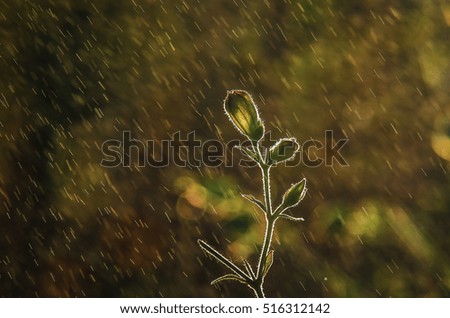 MEADOW IN THE RAIN - Small drops of drizzle