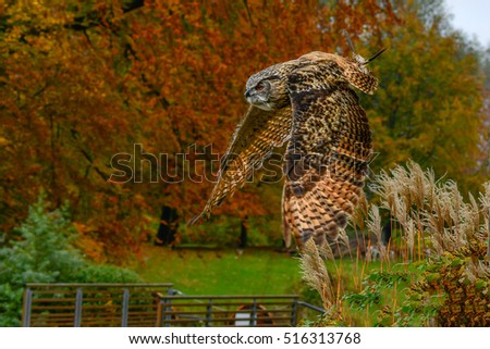 The Eagle Owl on a background autumn forest 