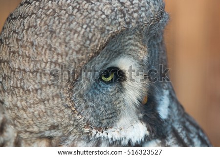 Owl - great gray owl (Strix nebulosa)