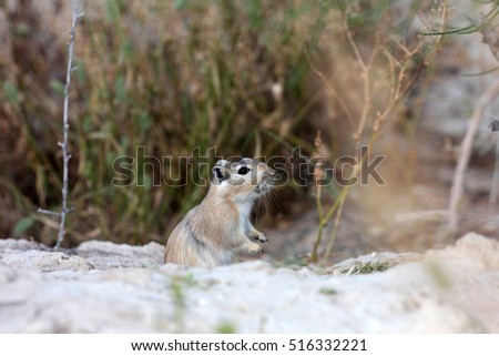 Great gerbil (Rhombomys opimus) at the burrow in the spring desert of the Western Kazakhstan