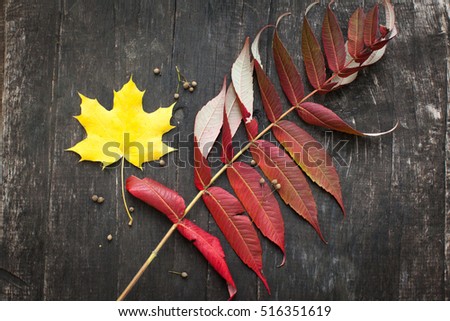 Colorful autumn leaves over wood background with copy space
