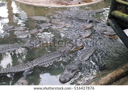 A lot of alligators in Florida