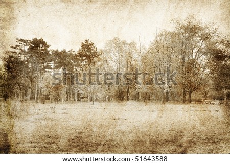 Forest landscape. Photo in vintage image style.