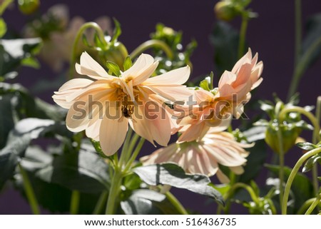 Classic semi double pale amber  dahlia a  genus of bushy, tuberous, herbaceous perennial plants  in bloom in  summer which  is  a  magnificent addition to any   garden. 