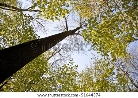 crown of tree with colorful leaves and blue sky