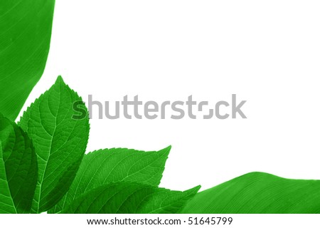 Brightly green leaves on  white background