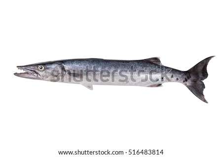 Big barracuda fish isolated on white background , Sea pike fish Royalty-Free Stock Photo #516483814