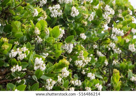 Manzanita shrub full of white flowers, California